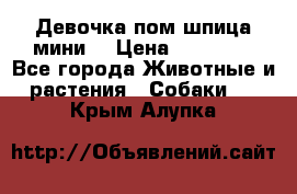 Девочка пом шпица мини  › Цена ­ 30 000 - Все города Животные и растения » Собаки   . Крым,Алупка